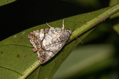 Blenina
