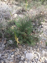 Onobrychis saxatilis