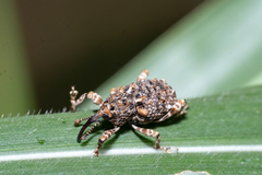 Ectatorhinus adamsii