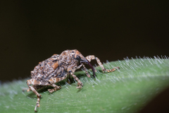 Ectatorhinus adamsii