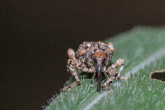 Ectatorhinus adamsii