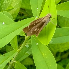Torbenlarsenia gemella