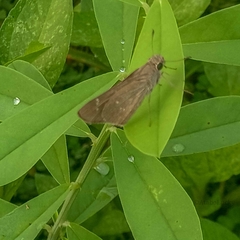 Torbenlarsenia gemella