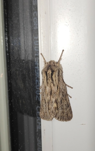Asteroscopus sphinx