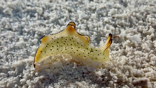 Ornate sap-sucking slug