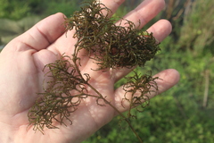 Najas horrida