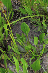 Rudbeckia texana