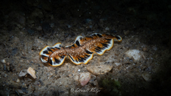 Prostheceraeus floridanus