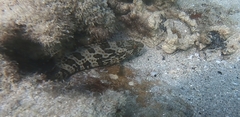 Epinephelus coioides