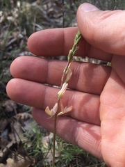 Onobrychis saxatilis