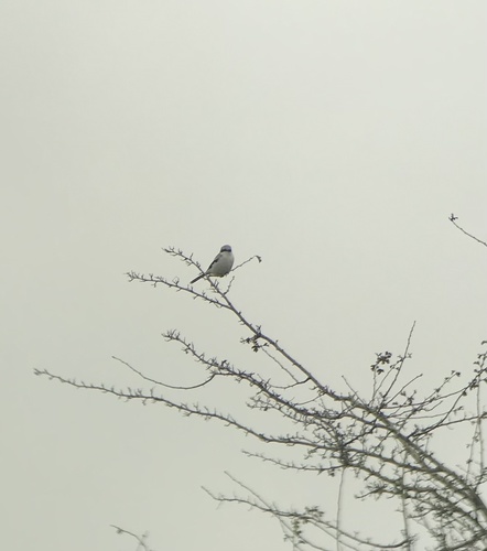 Great Gray Shrike, Huizen, Netherlands, photo 10 of 10