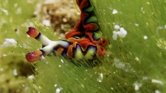 Thuridilla picta