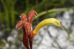 Anigozanthos preissii