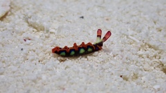 Thuridilla picta