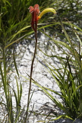 Anigozanthos preissii