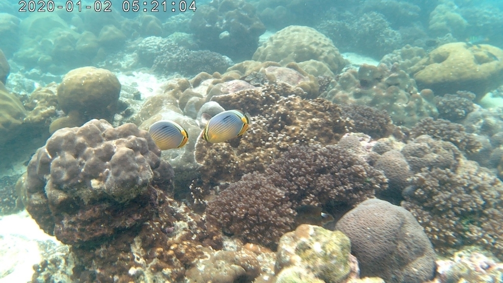 Melon butterflyfish