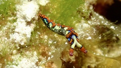 Thuridilla picta