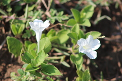 Ruellia patula