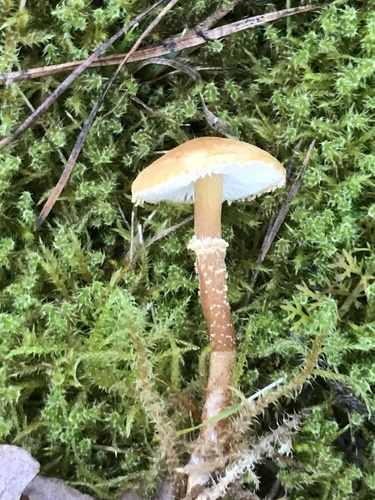 Cystoderma amianthinum — no rights reserved