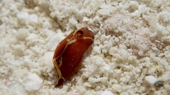 Gastropteron chacmol