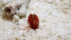 Gastropteron chacmol