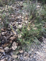 Onobrychis saxatilis