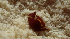 Gastropteron chacmol