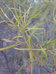 Euclea linearis