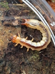 Dendroides canadensis