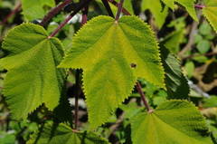Obetia madagascariensis