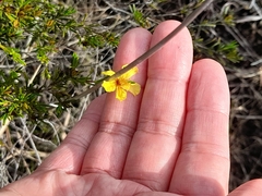 Hypericum fasciculatum
