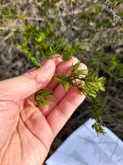 Hypericum fasciculatum