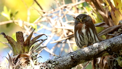 Glaucidium sanchezi