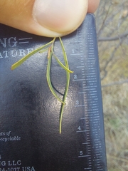 Euclea linearis