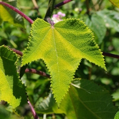 Obetia madagascariensis