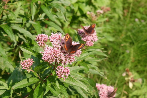 Scotch Argus, Istarska, HR, photo 9 of 10