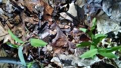 Polygonatum pubescens