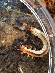 Dendroides canadensis