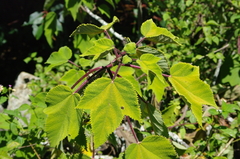 Obetia madagascariensis