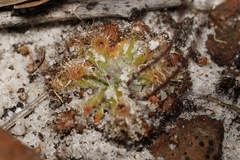 Drosera platystigma