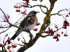 Turdus pilaris