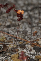 Drosera platystigma