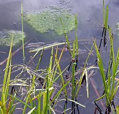 Cordulia shurtleffii