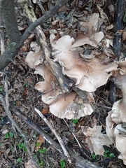Clitocybe nebularis