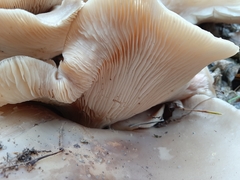 Clitocybe nebularis
