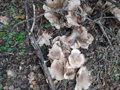 Clitocybe nebularis