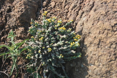 Euphorbia clivicola