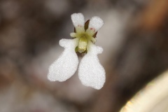 Stylidium perpusillum