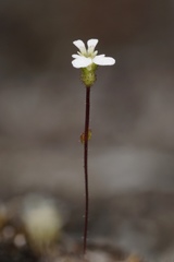 Stylidium perpusillum