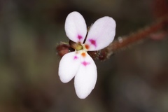 Stylidium assimile